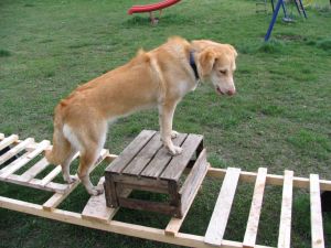 Abenteuerspielplatz Hund